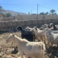 ۲۰ راس بز آبستن|حیوانات مزرعه|کازرون, |دیوار