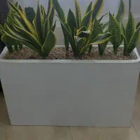 باکس گل طبیعی|گل و گیاه طبیعی|شهریار, شهریار|دیوار