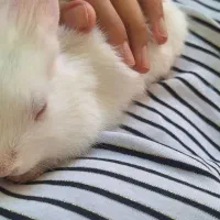 خرگوش ۲ ماهه
