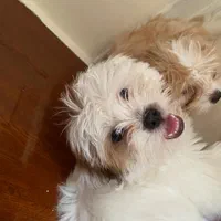 توله سگ|سگ|قزوین, |دیوار