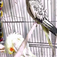 عروس هلندی رام و طوطی کوتوله نر معاوضه