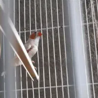 یه جفت فنچ تخم جوجه درست