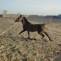 فروش کره مادیان