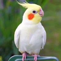طوطی هلندی|پرنده|سنندج, |دیوار
