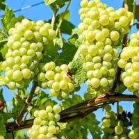 نهالستان گردو های پیوندی و اصلاح شده‌|خدمات باغبانی و درختکاری|شیراز, آزادی|دیوار