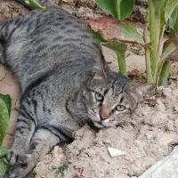 گربه گمشده|حیوانات|چهاردانگه (تهران), |دیوار