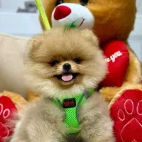 پامرانین دوسرخرسی اورجینال