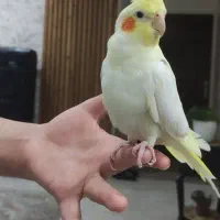 عروس هلندی نر (لوتینو)۴ماه به همراه قفس بزرگ طلایی