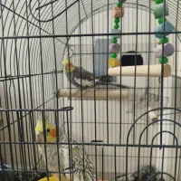 دو عدد عروس هلندی کشیده و سرحال آماده تخم گذاری|پرنده|یزد, |دیوار