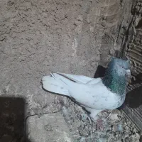 کبوترفروشی