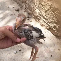 جوجه لاری