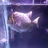 ماهی گرین اسکات