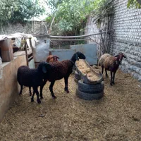 میش با بره