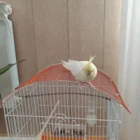 عروس هلندی۷ماهه|پرنده|هشتگرد, تهران دشت|دیوار