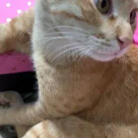 واگذاری گربه|گربه|شهریار, شهرک شاهد|دیوار