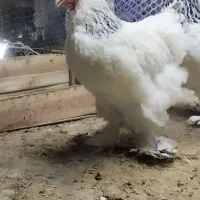 فروش 16 عدد مرغ و خروس برهما ، از نیمچه تا مولد|حیوانات مزرعه|ارومیه, |دیوار