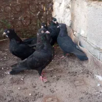 کبوتر زاغ آبادانی