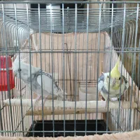 یک جفت عروس هلندی ویک مرغ مینا|پرنده|پاکدشت, شهرک امام رضا|دیوار