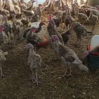 فروش بوقلمون بوربون با قیمت استثنایی