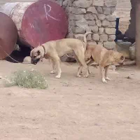 توله سرابی|سگ|انگوت, |دیوار