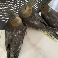 عروس هلندی