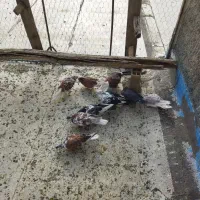 کبوتر تهرانی|پرنده|ملکشاهی, |دیوار