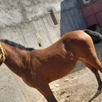 اسب سالم و سرحال|اسب و تجهیزات اسب‌سواری|نوبران, |دیوار