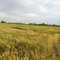 اجاره داده میشود زمین چاه برقی|اجارهٔ دفتر صنعتی، کشاورزی، تجاری|قلعه گنج, |دیوار