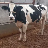 گاو شیری گاو ماده تلیسه