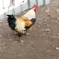 خروس پاپری|حیوانات مزرعه|کوچصفهان, |دیوار