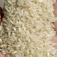 کامفیروزی ۳۵۰ نیم دوکپه برنج۱۵۵پاک وتمیز
