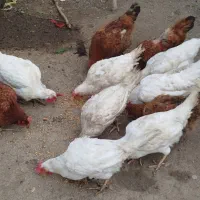 بوقلمون طبیعی و ارگانیک|حیوانات مزرعه|چهاردانگه (آذربایجان), |دیوار