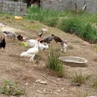 مرغ خروس اردک و...