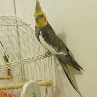 عروس هلندی نر