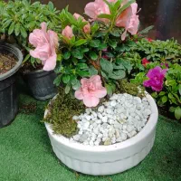 ارکیده ابلق|گل و گیاه طبیعی|ارومیه, |دیوار