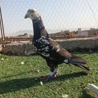 سینه مشهدی نر جوون عطیقه کبوتر بوم جنگنده|پرنده|مشهد, مهدی آباد|دیوار