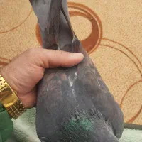 کبوتر پلاکی|حیوانات|کرمانشاه, |دیوار