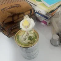 جوجه عروس سرلاکی