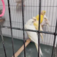 قناری|پرنده|قم, بکایی|دیوار