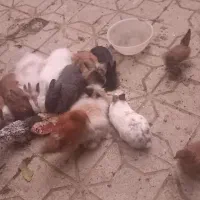 خرگوش های لپ فشن جوان و مرغ خروس سیبرایت|موش و خرگوش|کرمانشاه, |دیوار