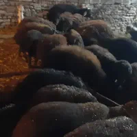 بره نر پای پروار