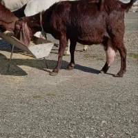 بز شیری پاکستانی ابستن و بزغاله دار