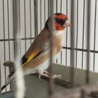 سهره دهن لر