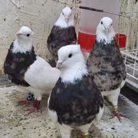 کبوتر  یا کفتر  طوقی  سبز  شازده  سرور پرشی  نقشی