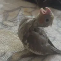 عروس هلندی سرلاکی دو تا