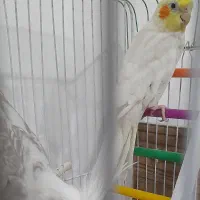 جفت طوطی عروس هلندی مولد