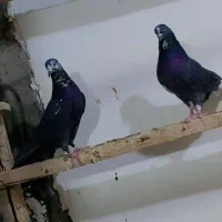 دونه ای ۳۰۰|پرنده|زید آباد, |دیوار