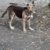 سگ نر برای نگهبانی،توله ماده عراقی