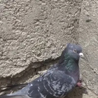 مجسمه گرفتنی