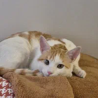 واگذاری گربه dsh